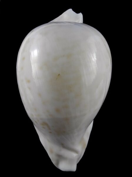 Umbilia hesitata 111.5 mm F+++/Gem-0