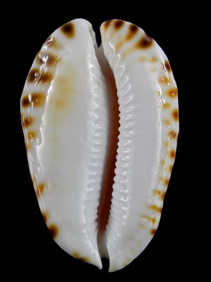 Zoila marginata marginata bataviensis 50.9 mm Gem-14498