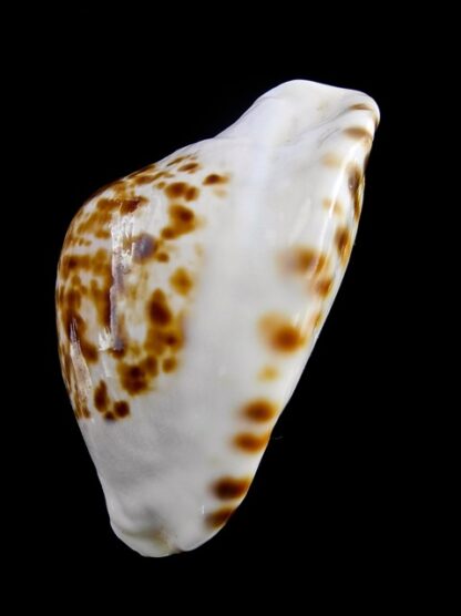 Zoila marginata marginata bataviensis 50.9 mm Gem-14495