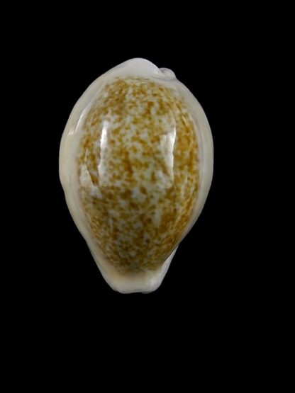 Cypraea ovum chrysostoma 24,1 mm Gem-14528