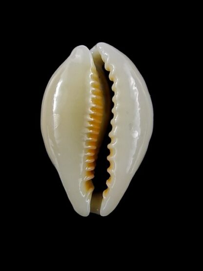 Cypraea ovum chrysostoma 24,1 mm Gem-14525