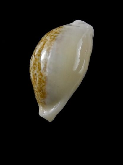Cypraea ovum chrysostoma 24,1 mm Gem-14529