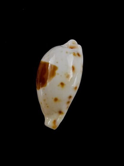 Cypraea saulae nugata f. crakei 17,7 mm Gem-14536