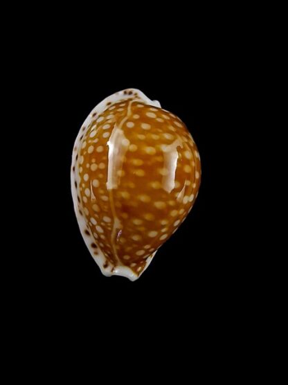 Cypraea gaskoinii " Big Size" 23,1 mm Gem-14516