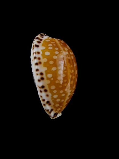 Cypraea gaskoinii " Big Size" 22,6 mm Gem-14506