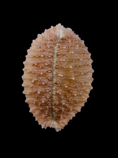 Cypraea granulata granulata 31,8 mm Gem-14461