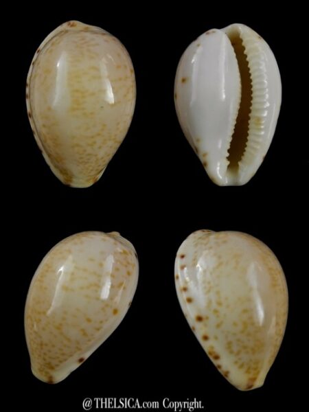 Notocypraea declivis 23,8 mm Gem.-0