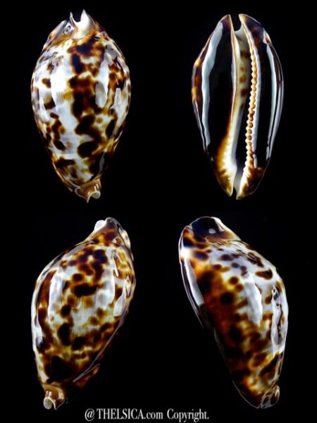 Zoila friendii friendii 68,3 mm Gem-0