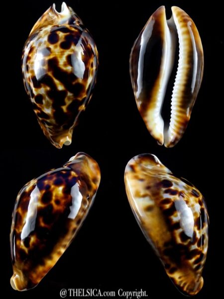 Zoila friendii friendii 68,6 mm Gem-0