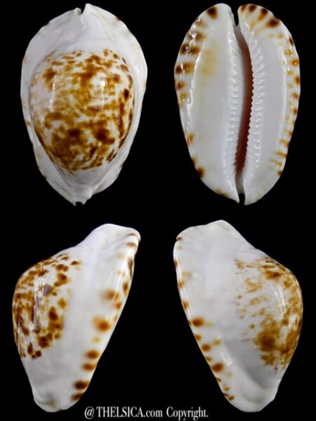 Zoila marginata marginata bataviensis 50.9 mm Gem-0