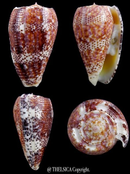 Conus adamsonii 41,6 mm Gem W/O-0