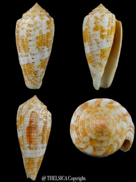 Pionoconus arafurensis 42,7 mm F+++/Gem-0