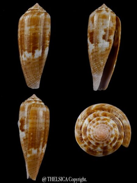 Conus austroviola 37,3 mm Gem-0