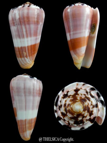 Pionnoconus gauguini 71,9 mm Gem (-)-0