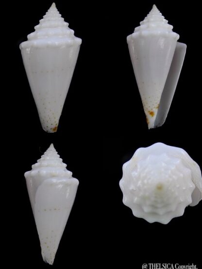 Conus luciae ( Profondiconus ) 28,2 mm Gem(-)-0