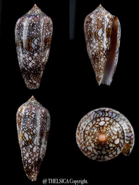 Cylindrus textillinus 45,4 mm Gem-0