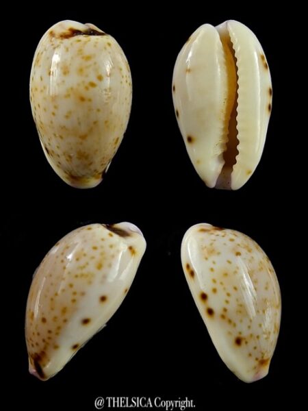 Cypraea hammondae dampierensis ..Big size .. 15,3 mm Gem-0