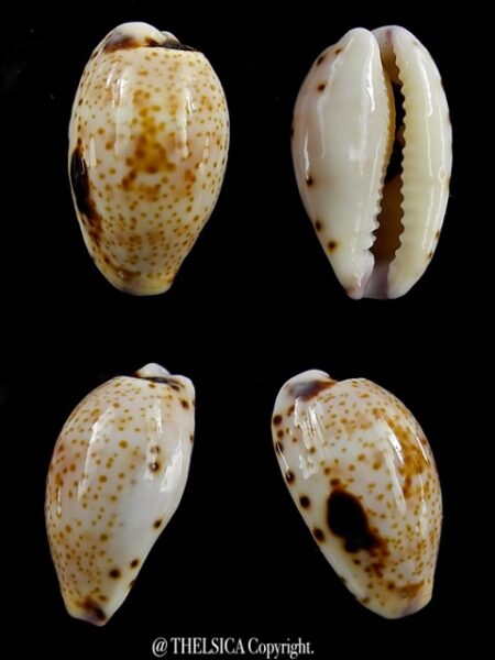 Cypraea hammondae dampierensis ..VERY Special colour .. 15 mm Gem-0
