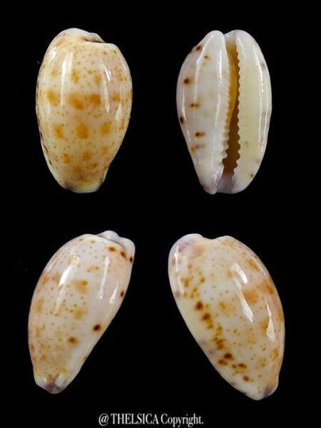 Cypraea hammondae dampierensis ..VERY Big size .. 16,8 mm Gem-0