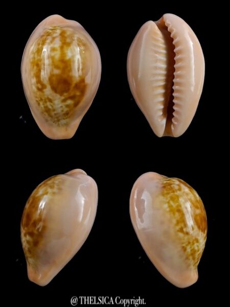 Zonaria pyrum petitiana petiformis 24,2 mm Gem-0