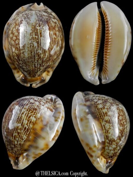 Cypraea asiatica f. gibba. 65,4 mm F++/F+++-0
