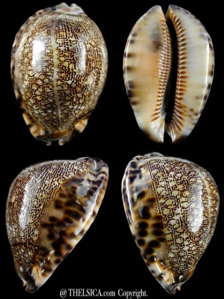 Mauritia asiatica gibba. 69 mm Gem (-)-0