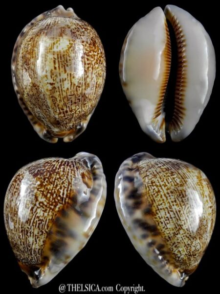 Mauritia asiatica gibba. 70,8 mm F+++-0