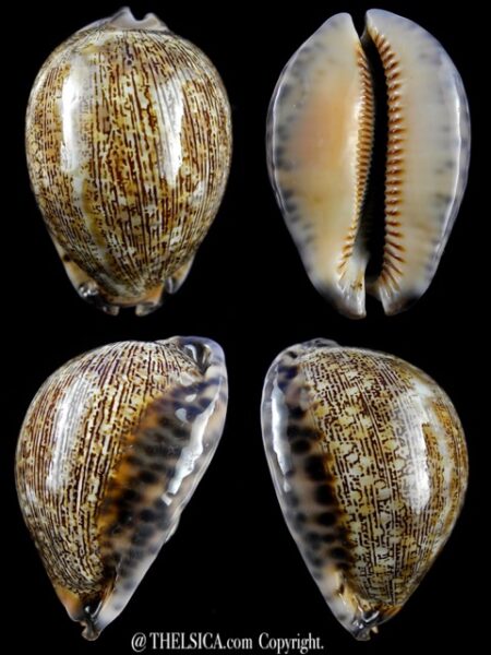 Cypraea asiatica f. gibba. 75,1 mm Gem (-)-0