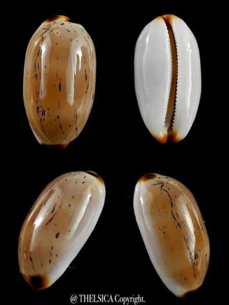 Cypraea controversa 25,5 mm Gem-0