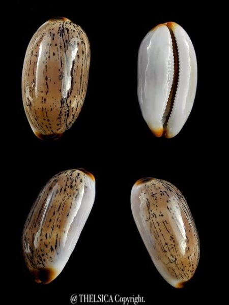 Cypraea controversa 28,5 mm Gem-0