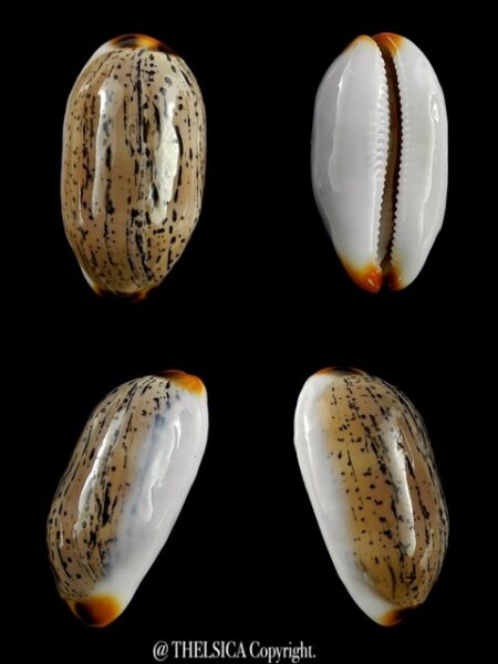 Cypraea controversa 28,7 mm Gem-0