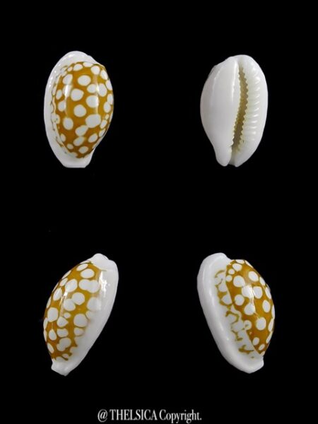 Cypraea cribraria zadela " DWARF" 16,7 mm Gem-0