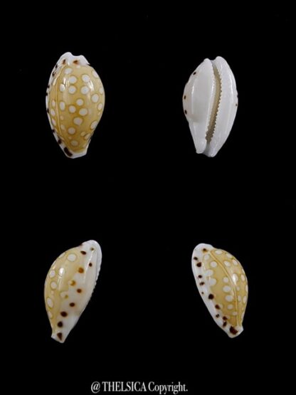 Cypraea cumingii compta 11 mm Gem-0