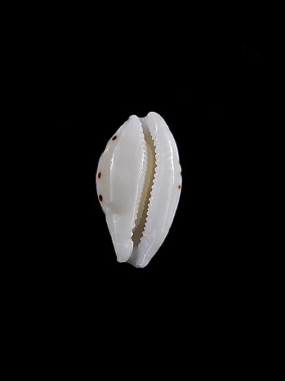 Cypraea cumingii compta 11 mm Gem-15375