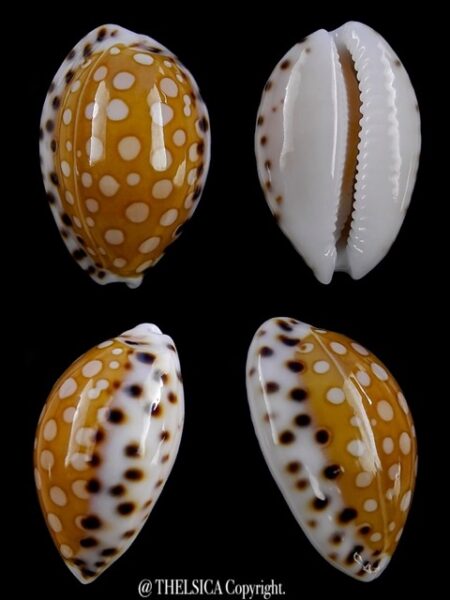 Cypraea garciai 19,1 mm Gem-0