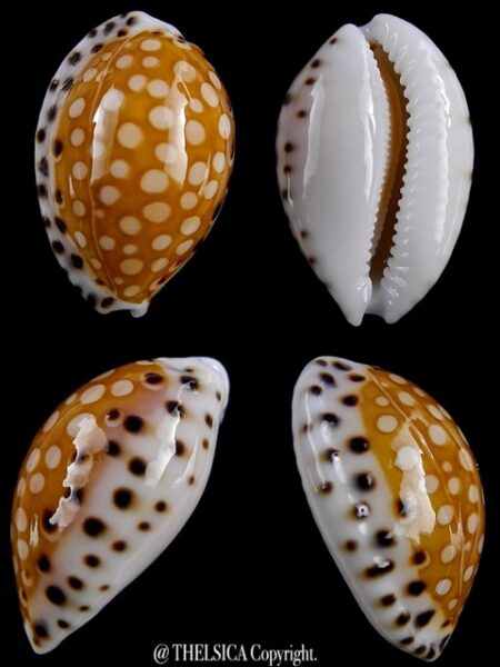 Cypraea garciai 20,5 mm Gem-0