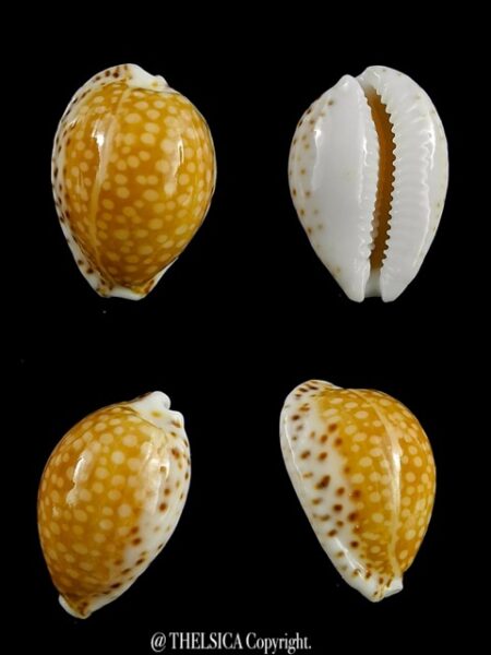 Cypraea gaskoinii 20 mm Gem-0