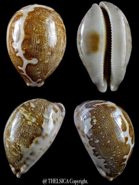 Cypraea mappa du Queensland 85,5 mm Gem (-)-0