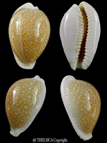Cypraea miliaris 40,9 mm Gem-0