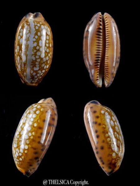 Cypraea scurra mundula 30,5 mm Gem-0