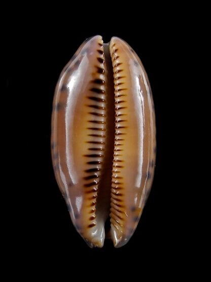 Cypraea scurra mundula 30,5 mm Gem-15387