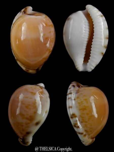 Cypraea algoensis algoensis. 22.1 mm Gem-0