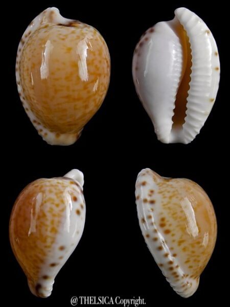 Cypraea algoensis algoensis. 22.9 mm Gem-0