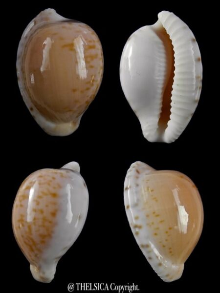 Cypraea algoensis algoensis. 23.6 mm Gem-0
