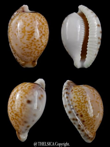Cypraea algoensis algoensis. 23.61 mm Gem-0