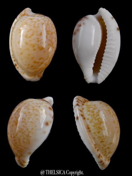 Cypraea algoensis algoensis. 24.8 mm Gem-0