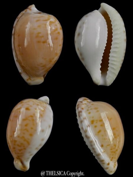 Cypraea algoensis algoensis. 25 mm Gem-0