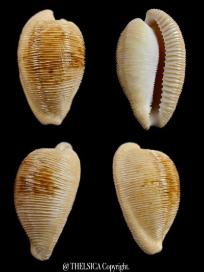 Cypraeovula capensis capensis 28,7 mm Gem-0