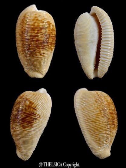 Cypraeovula capensis capensis 29 mm Gem-0