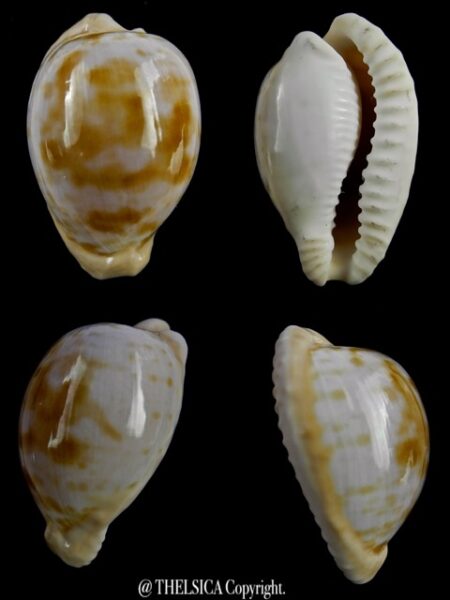 Cypraeovula coronata debruini 33 mm Gem-0